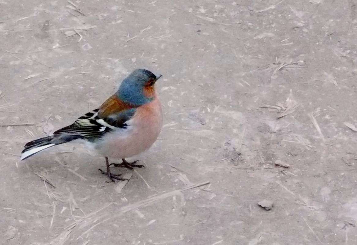 ... ����� ���