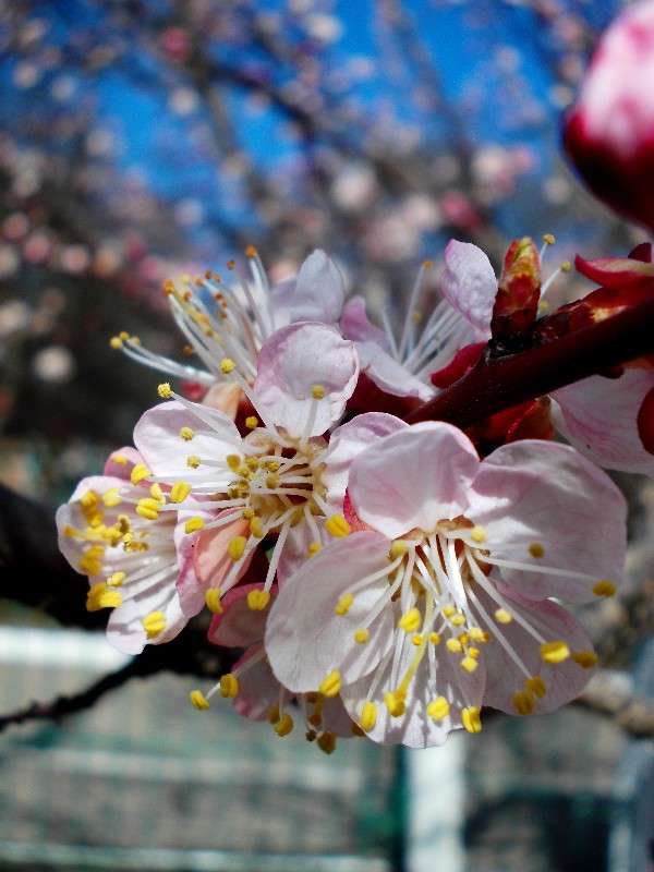 ... ����� ���