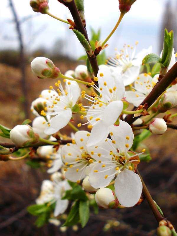 ... ����� ���