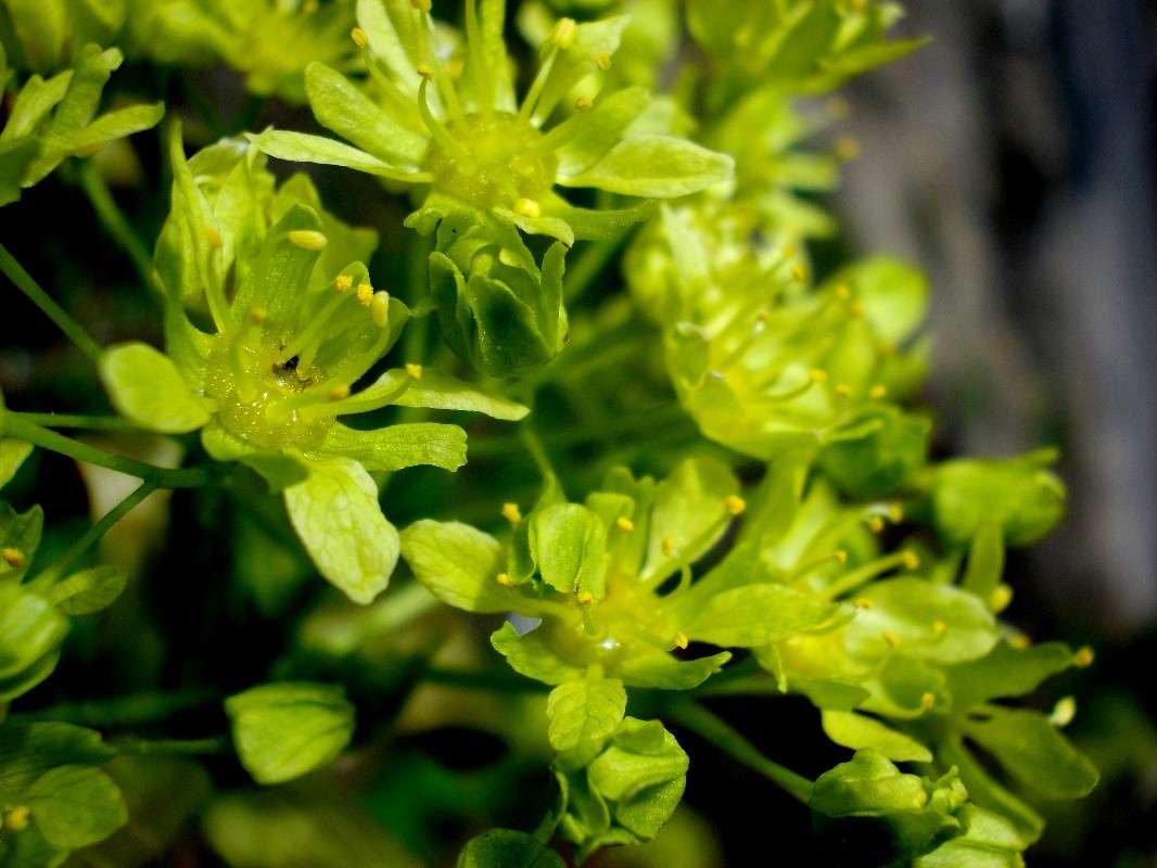 ... ����� ���