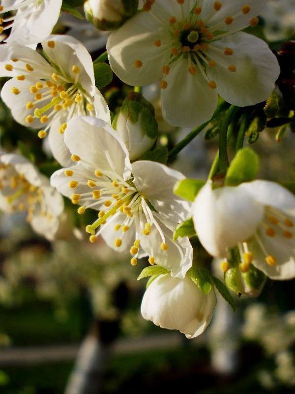 ... ����� ���