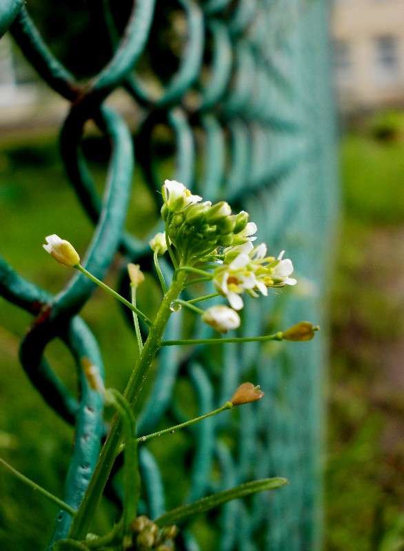 ... ����� ���