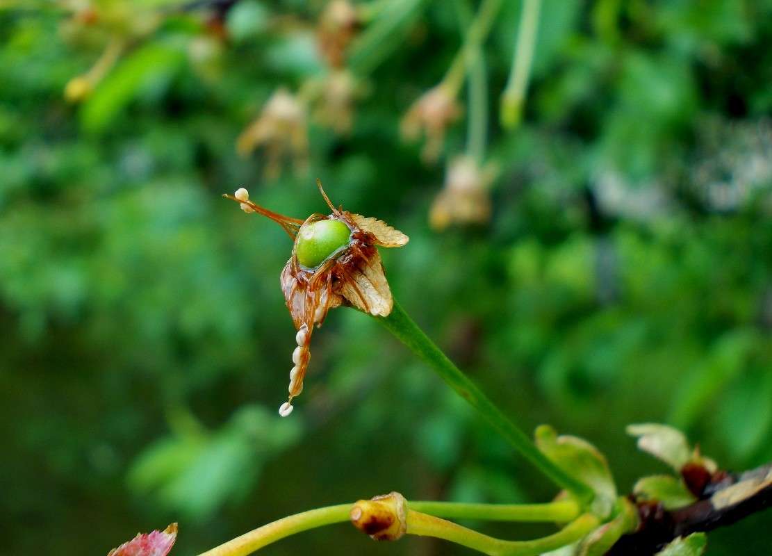 �������� ������� ����� ���