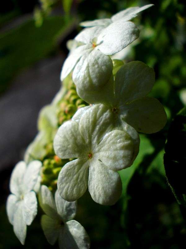 ������ ������ ����� ���