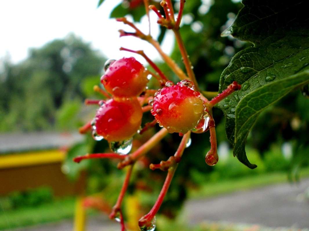 ... ����� ���