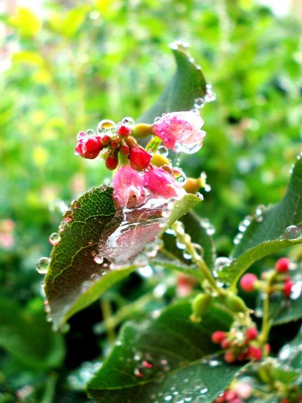 ... ����� ���