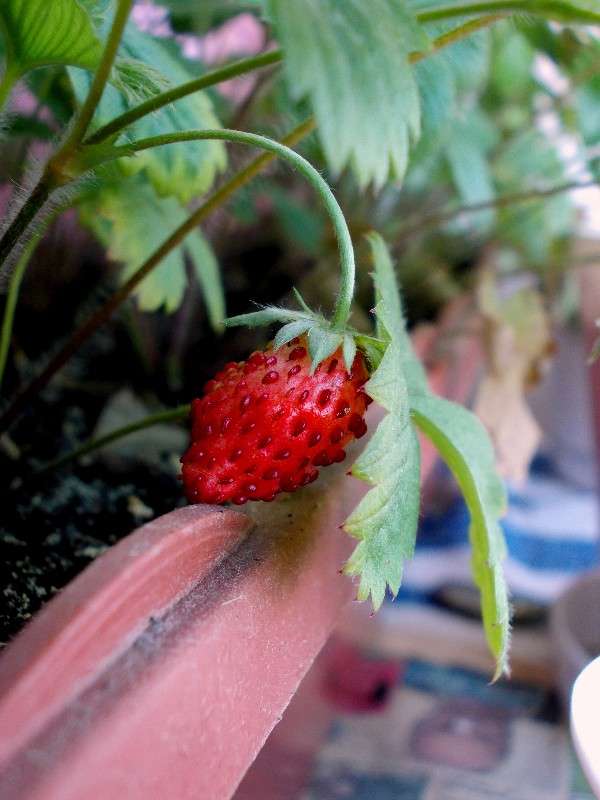 ������ �� ����������� ����� ���