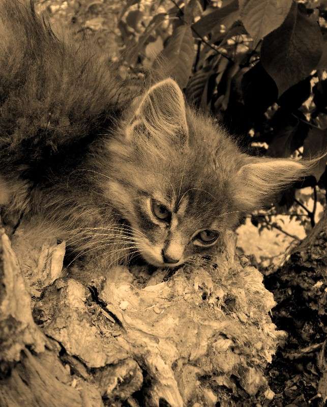 ... ����� ���