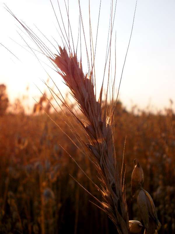 ... ����� ���