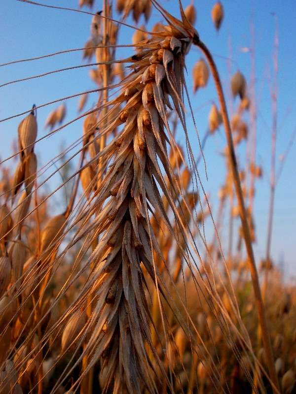 ... ����� ���