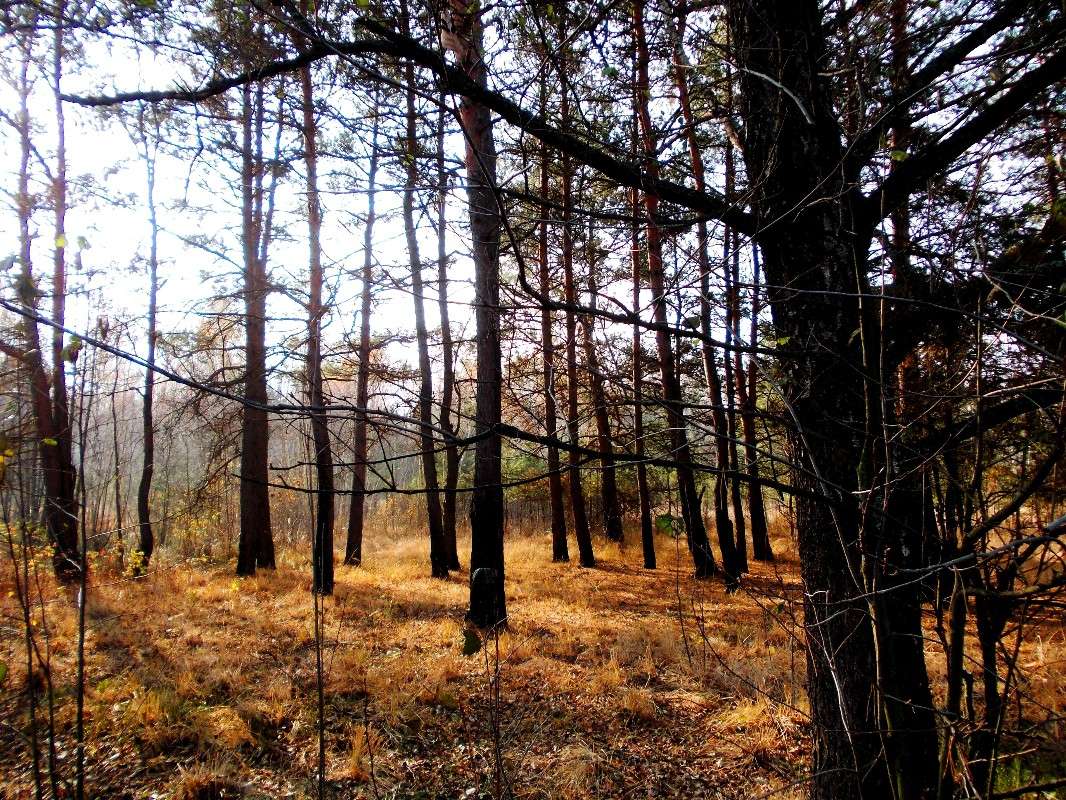 ... ����� ���