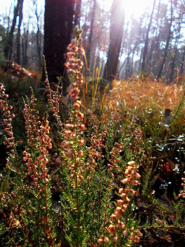 ... ����� ���