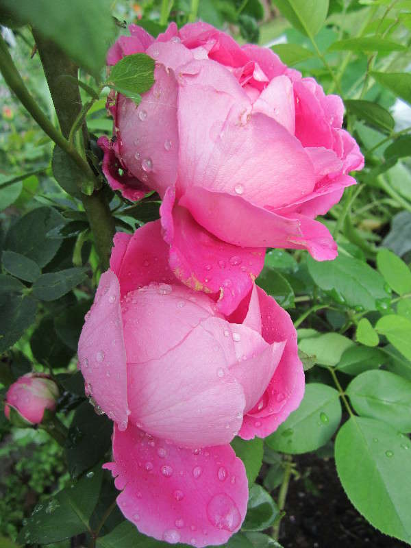 ������� ����� ������� ������ �� PhotoGeek.ru #�����