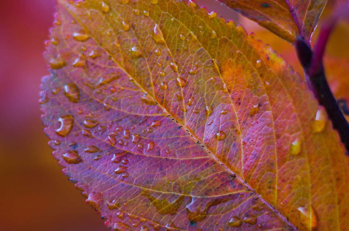 ����� ������ ����� njkzy ��������  �� PhotoGeek.ru #�����