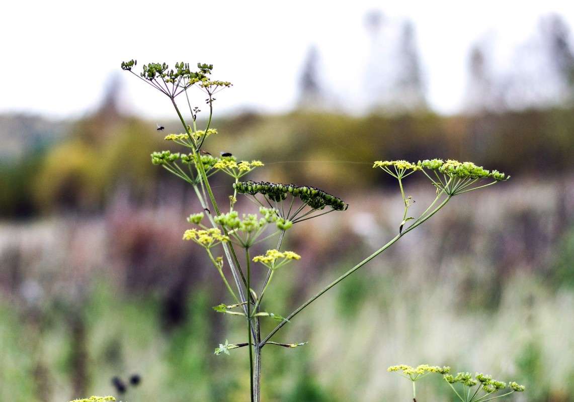 ������� ����� njkzy ��������  �� PhotoGeek.ru #������ ��� �������