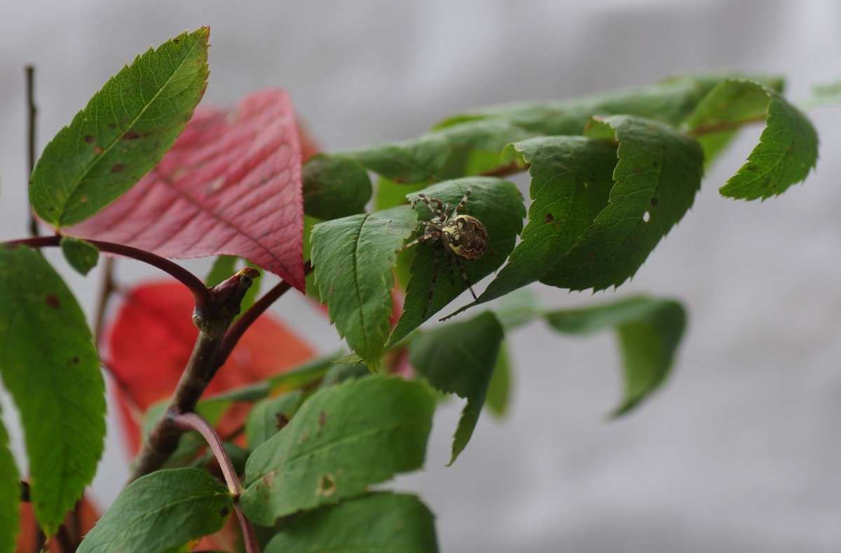 ��� ����� ����� njkzy ��������  �� PhotoGeek.ru #�����