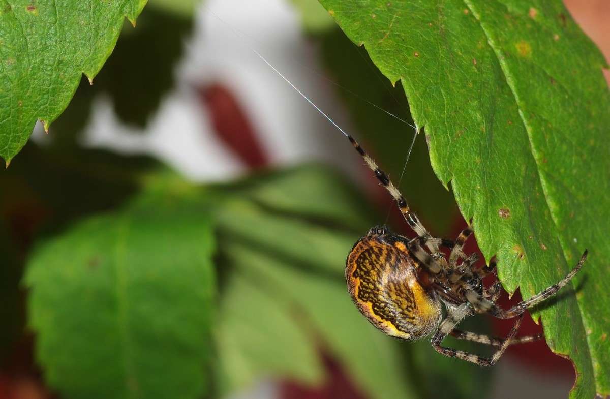 ����� ������� ����� njkzy ��������  �� PhotoGeek.ru #�����