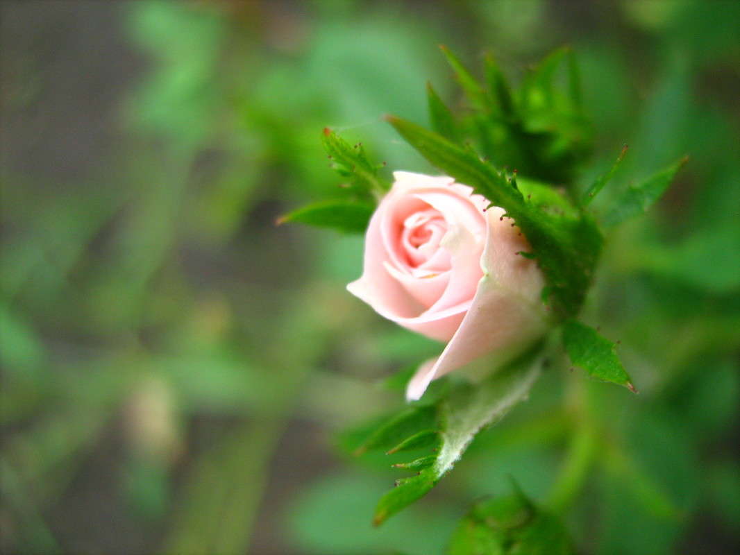 ������� ^-^ ����� Anastasia Pavlova �� PhotoGeek.ru #����� #����� ��������������