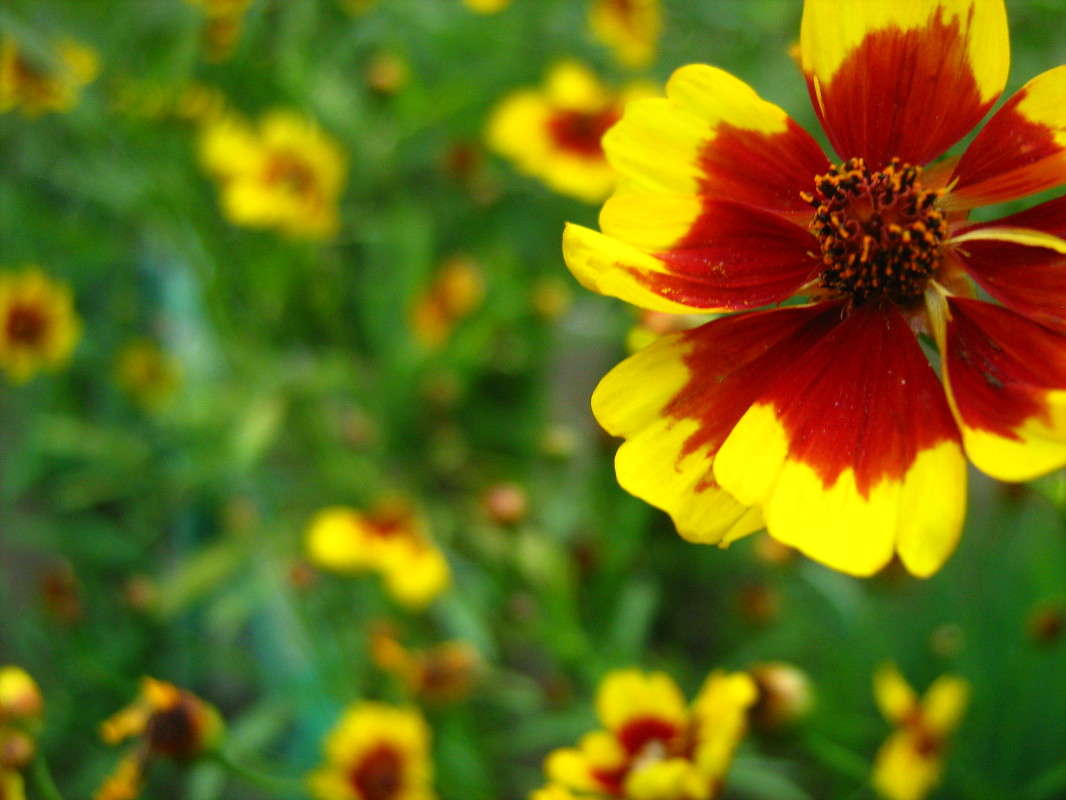 ... ����� Anastasia Pavlova �� PhotoGeek.ru #����� #����� ��������������