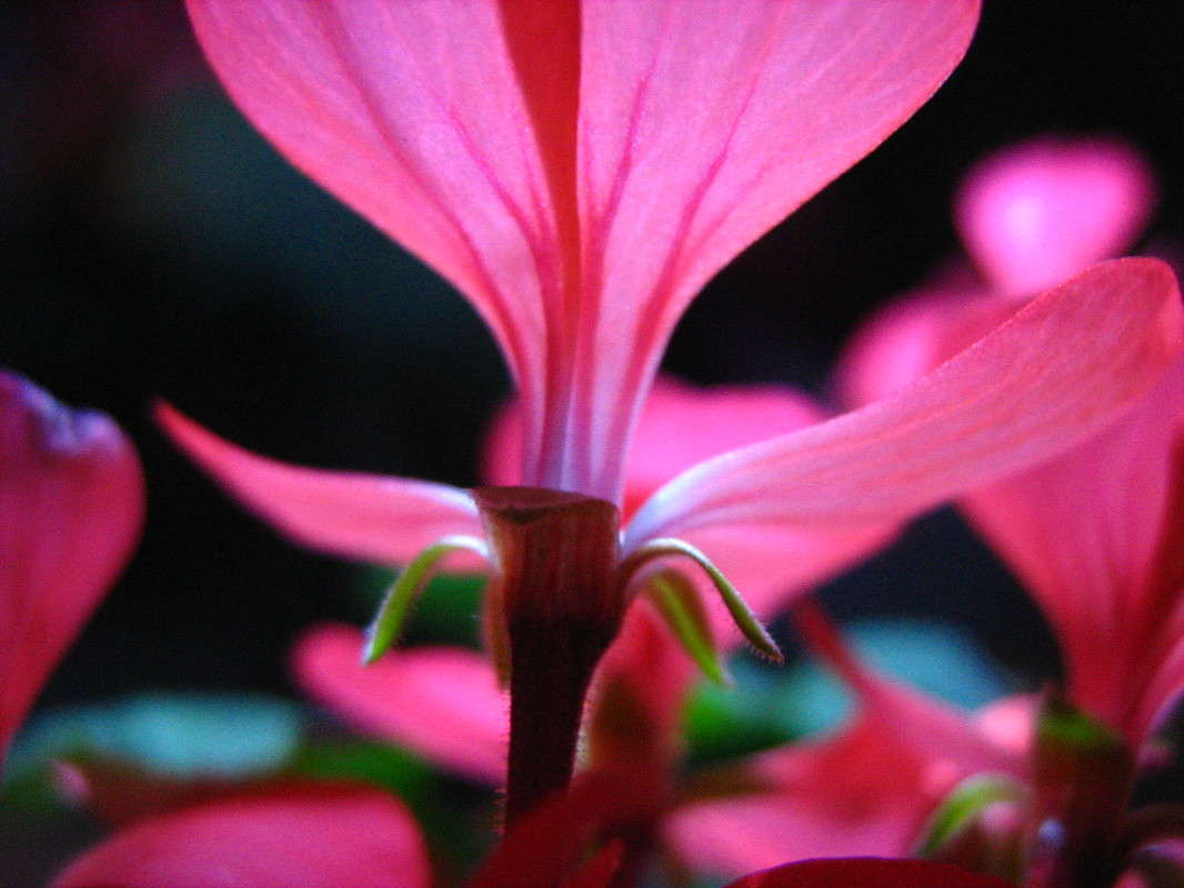 ... ����� Anastasia Pavlova �� PhotoGeek.ru #����� #����� ��������������