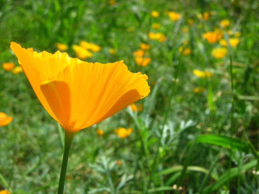 ... ����� Anastasia Pavlova �� PhotoGeek.ru #����� #����� ��������������