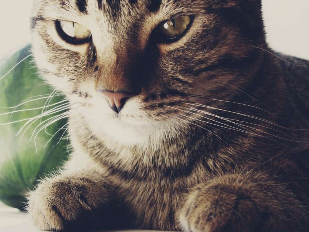 cot ����� nadezda  �� PhotoGeek.ru #�������� ���