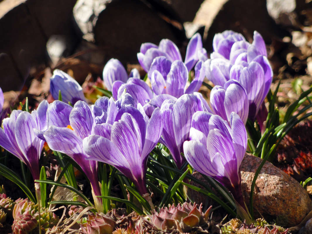 крокусы автор Ольга  на PhotoGeek.ru #Весна #Красота #Крокусы #Первоцветы #Природа #Цветы