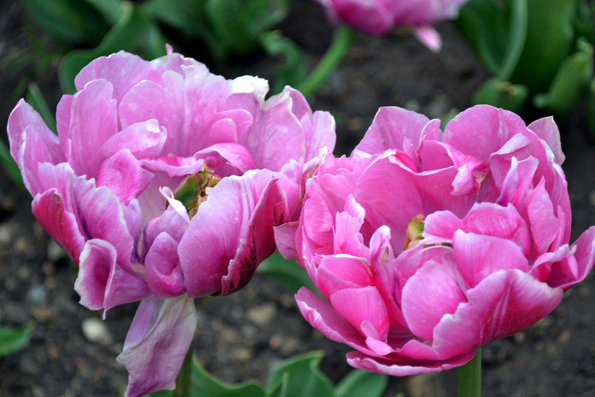 �������� ����� �����  �� PhotoGeek.ru #������ ��� �������