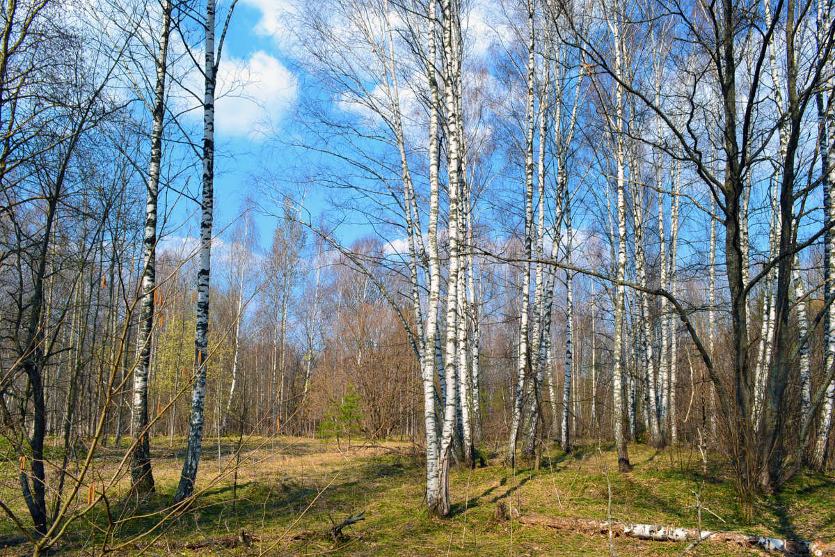 �������� ��� ����������� ����� �����  �� PhotoGeek.ru #������ ��� �������