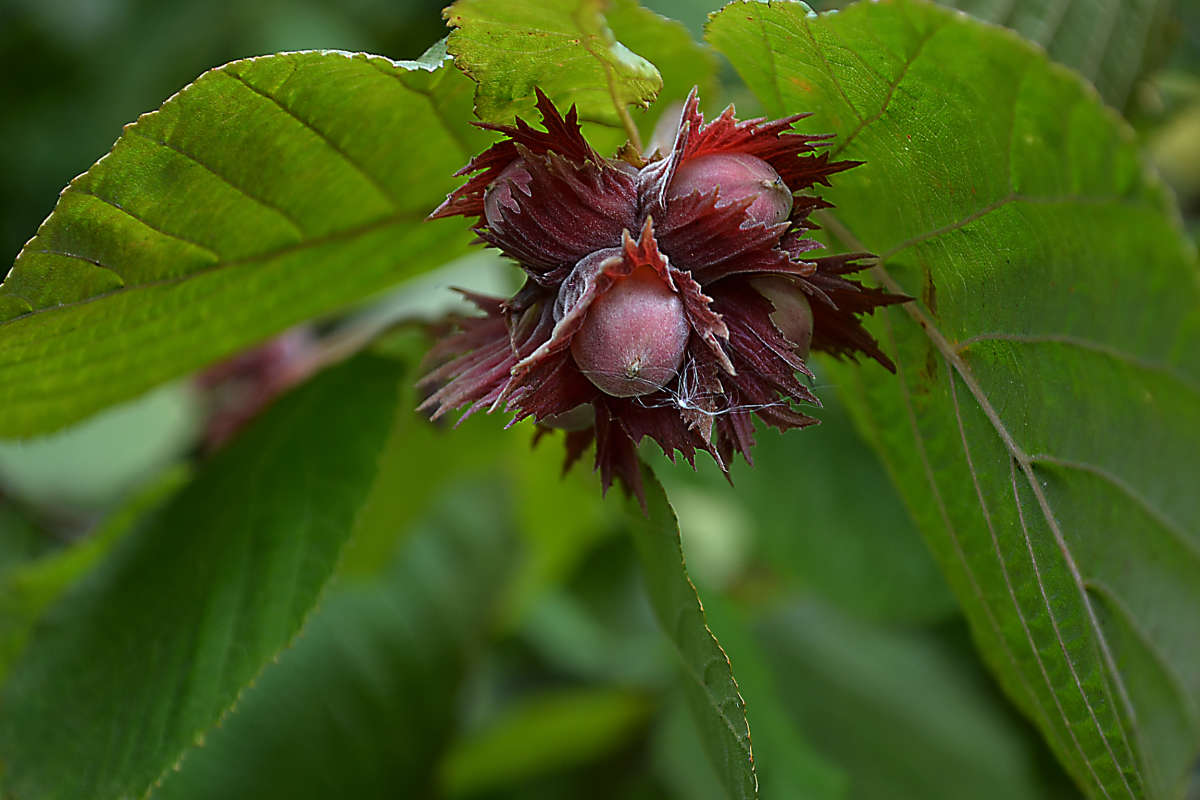 орешки / орешки / Фотография на PhotoGeek.ru