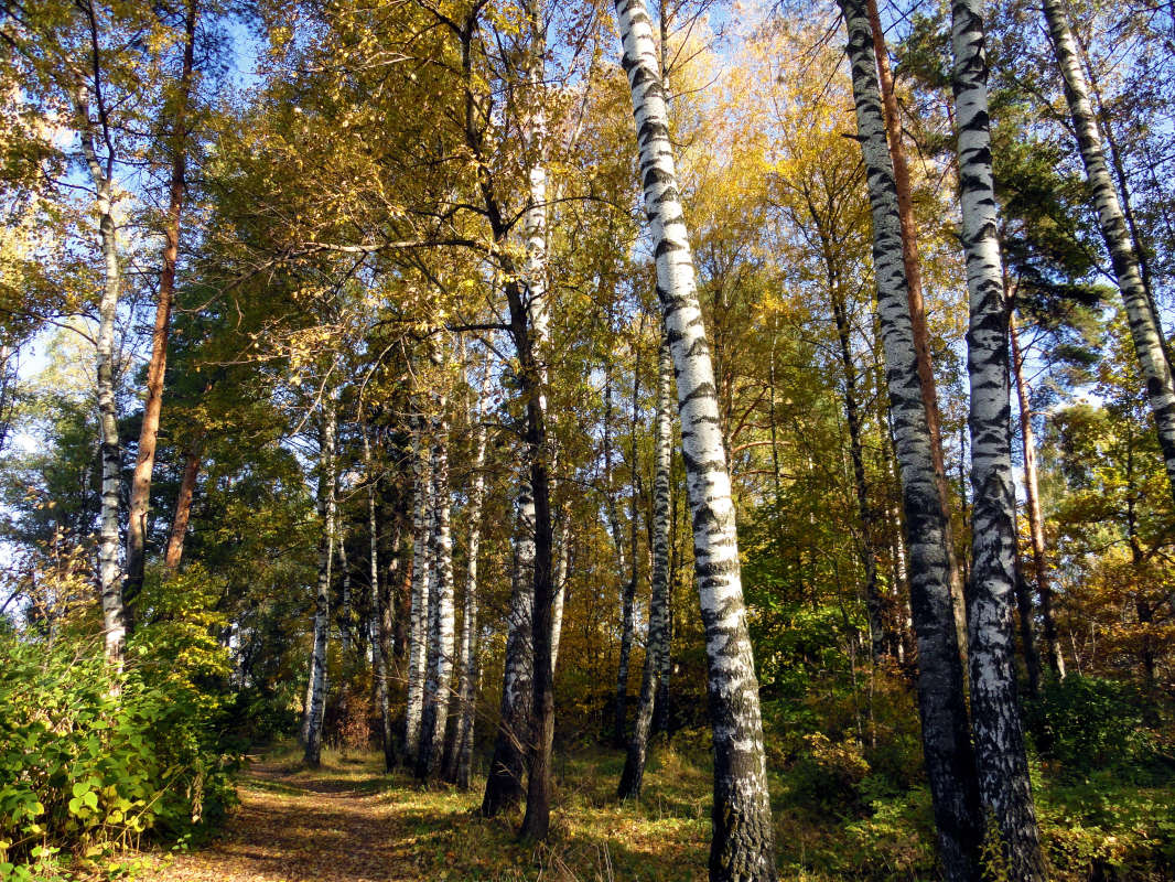 на пороге осени автор Ольга  на PhotoGeek.ru #Пейзаж или природа #Живая растительность #Зарисовки