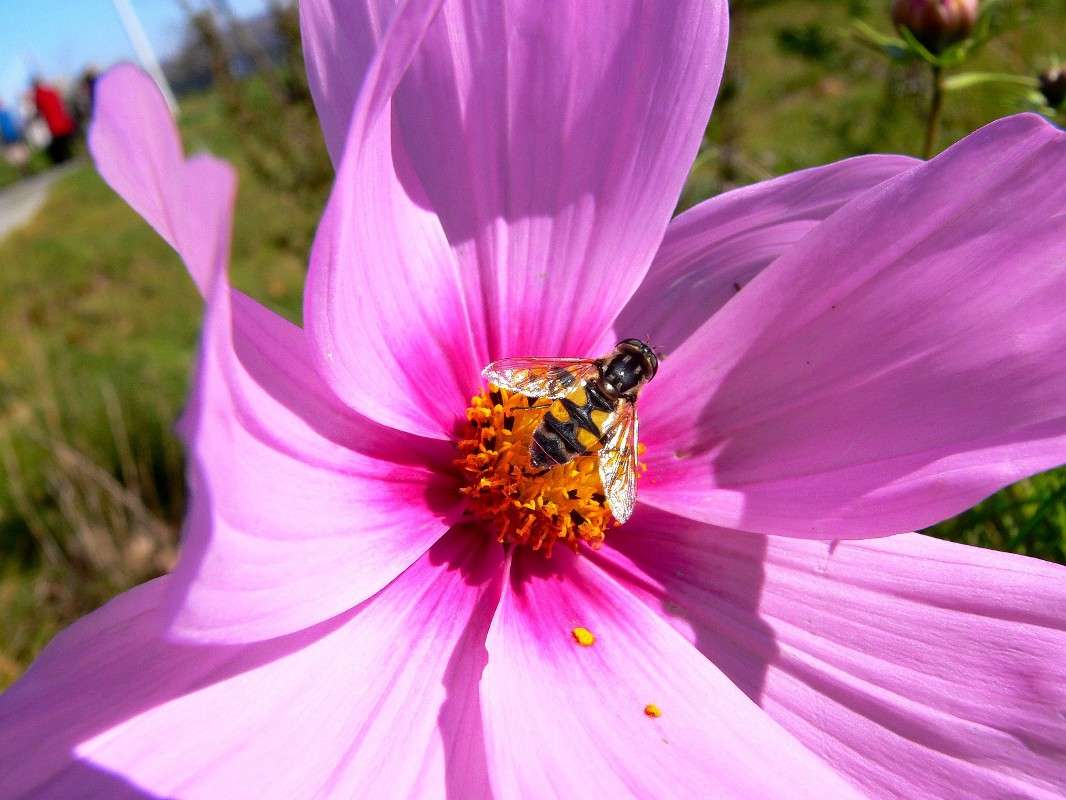 успеть погреться на Солнышке / успеть погреться на Солнышке ...