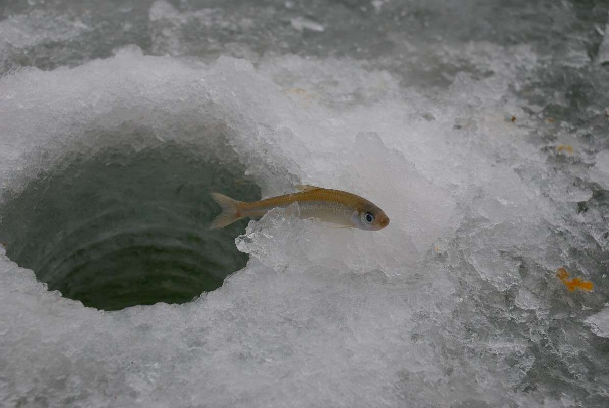 Приплыла к нему Рыбка, спросила... / Приплыла к нему Рыбка, спросила ...