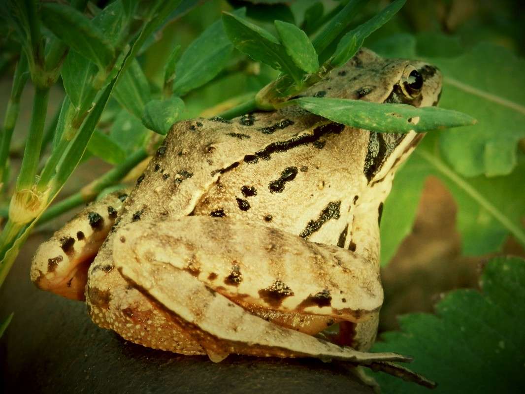 ... �����   �� PhotoGeek.ru #�����