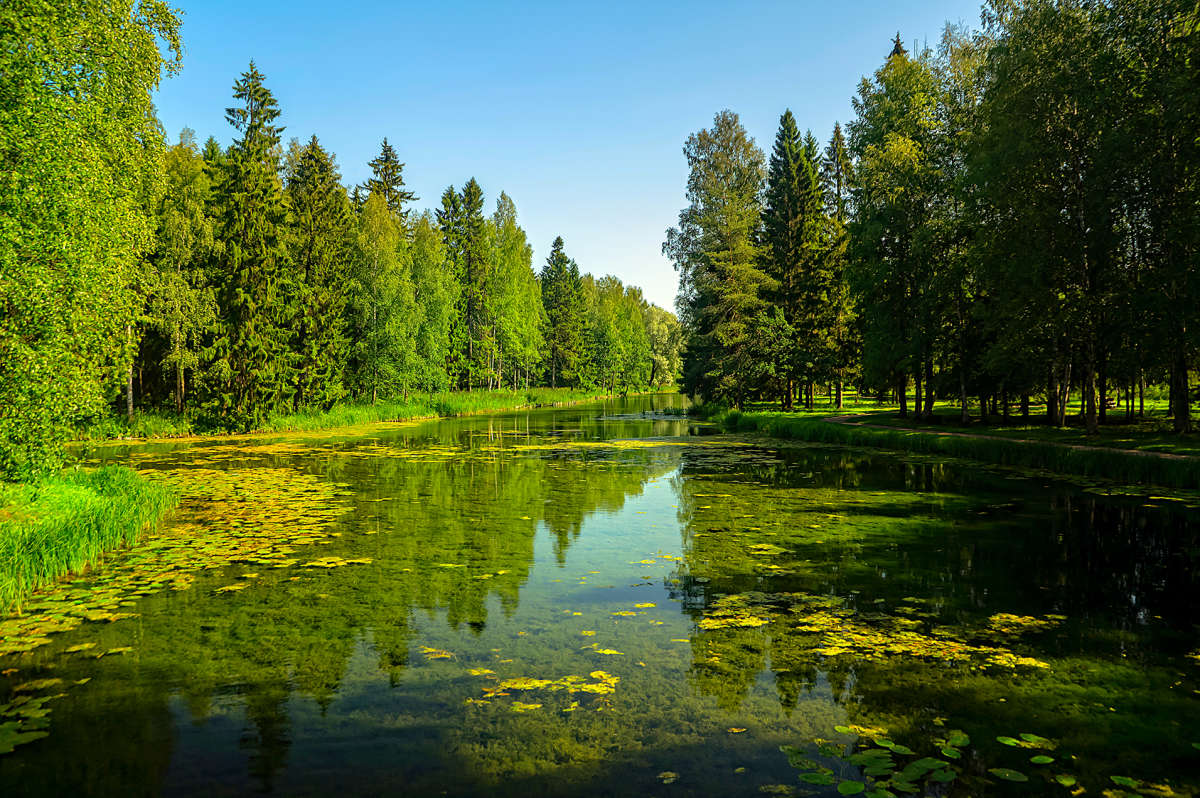 Водоем в парке. автор Олег  на PhotoGeek.ru #Пейзаж или природа #Вода #Деревья #Живая растительность #Лес #Лето #Небо #Озеро #Отражения #Прозрачность #Пруд #Среда обитания