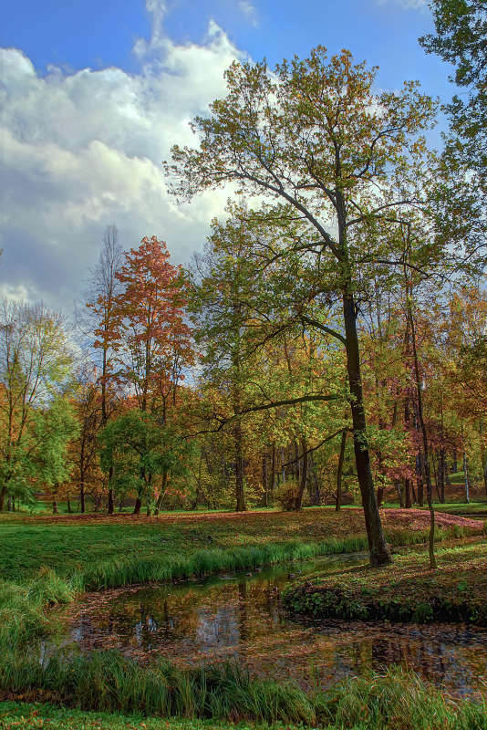 Прогулка по парку. автор Олег  на PhotoGeek.ru #Пейзаж или природа #День #Дерево #Живая растительность #Зарисовки #Небо #Облака #Осень #Природа #Среда обитания