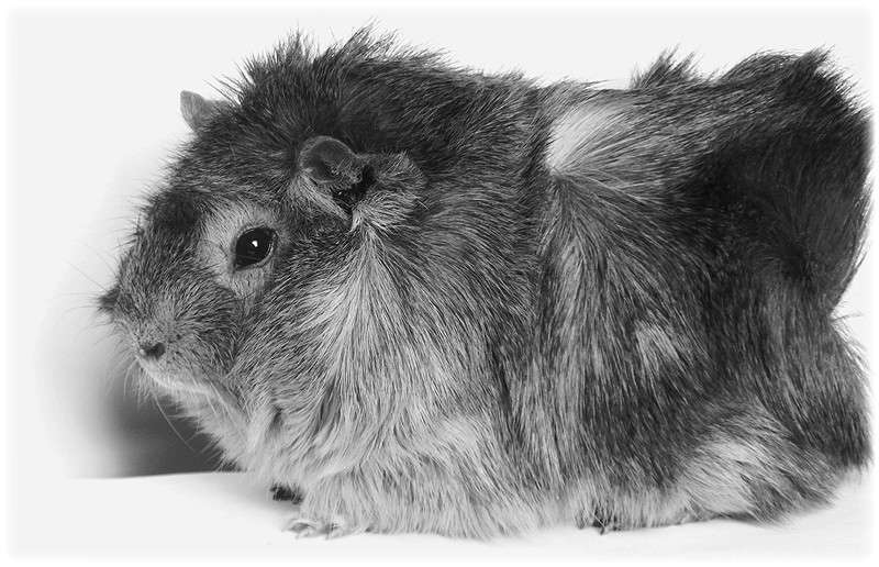 ... ����� Tamara Belo �� PhotoGeek.ru #�������� ��� #�����-�����