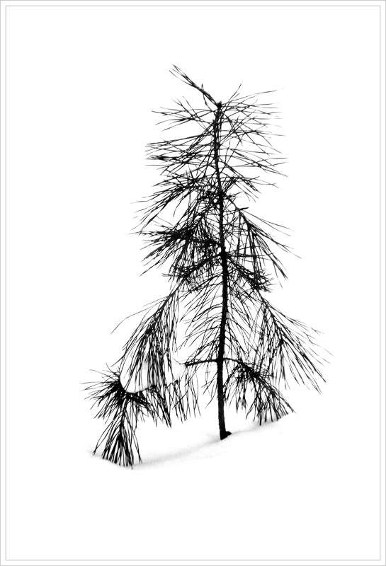 ... ����� Tamara Belo �� PhotoGeek.ru #����� #�����-�����