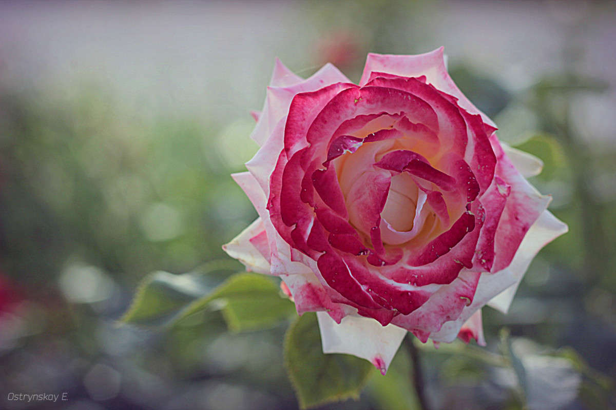Роза - царица цветов автор Лена  на PhotoGeek.ru #Макро #Живая растительность #Роза #Цветы