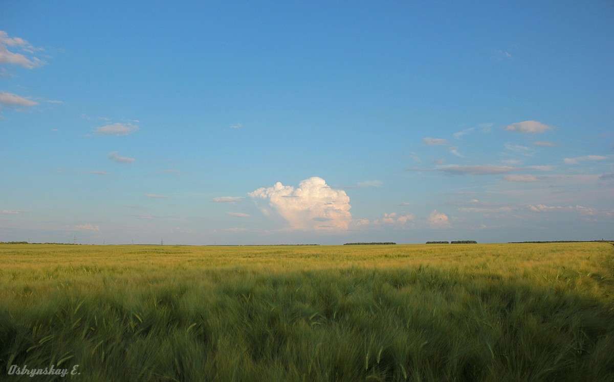 ... автор Лена  на PhotoGeek.ru #Пейзаж или природа #Живая растительность #Колосья #Пейзаж #Поле #Среда обитания
