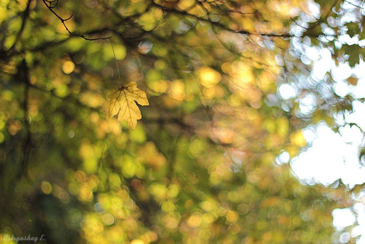 ... автор Лена  на PhotoGeek.ru #Пейзаж или природа #Боке #Живая растительность #Лист #Осенние листья #Осень
