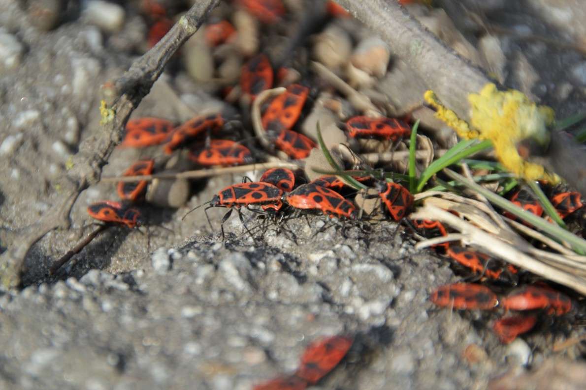 spring ����� Oksana Shatravka �� PhotoGeek.ru #����� #���������