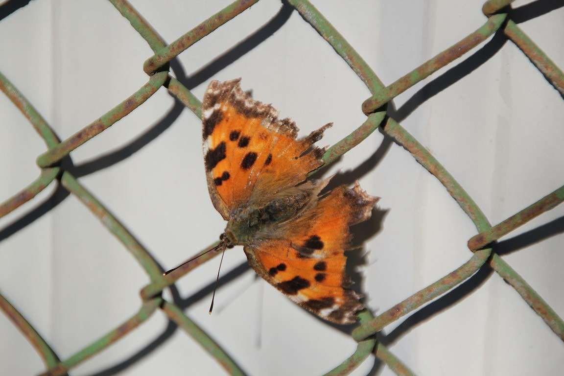 **** ����� Oksana Shatravka �� PhotoGeek.ru #����� #���������