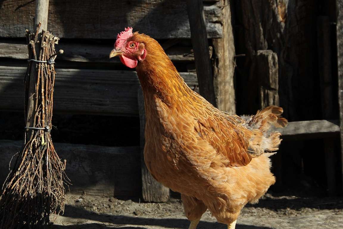 ���� ����� Oksana Shatravka �� PhotoGeek.ru #�������� ��� #�������� ���