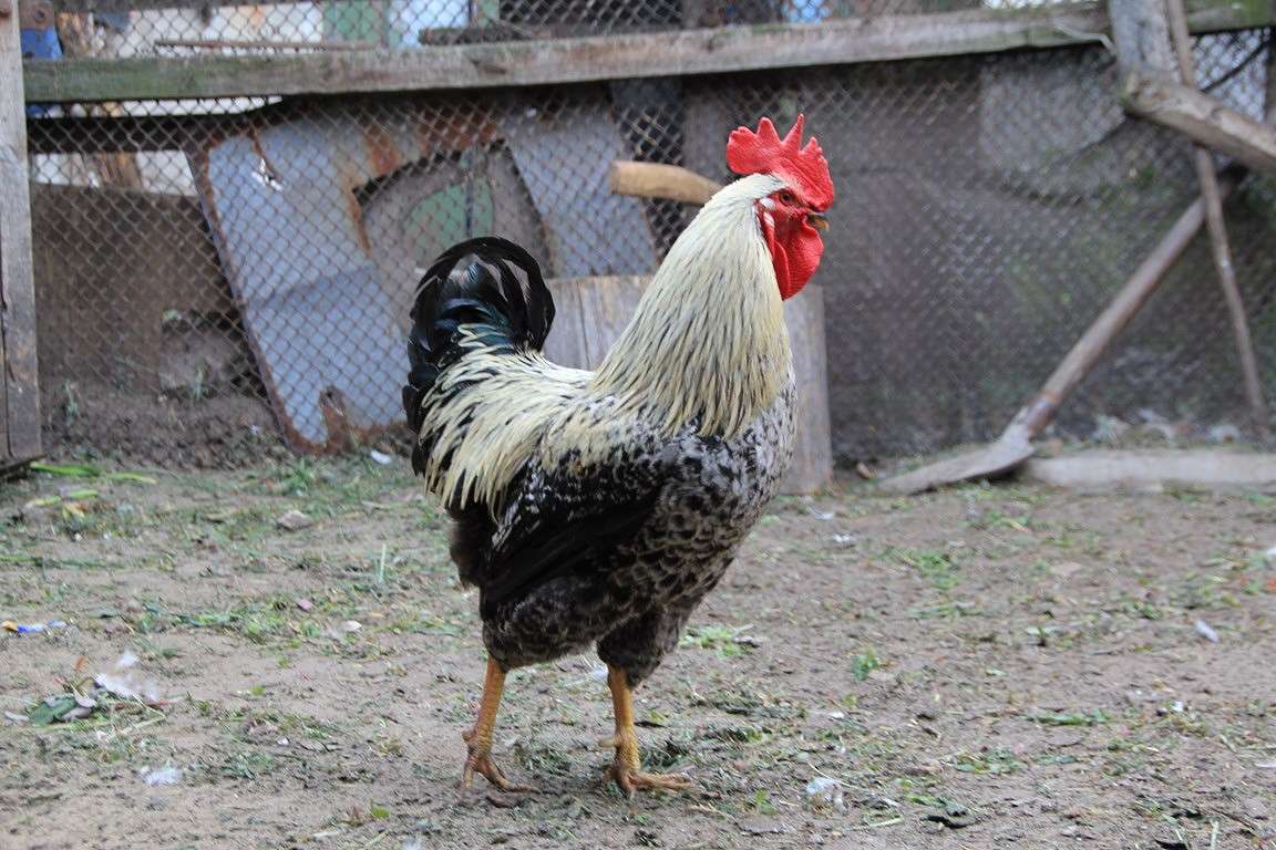 ���� ����� Oksana Shatravka �� PhotoGeek.ru #�������� ��� #�������� ���