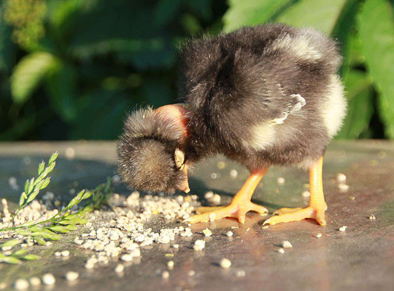 ������� �� ����������... ����� Oksana Shatravka �� PhotoGeek.ru #�������� ��� #�������� ���