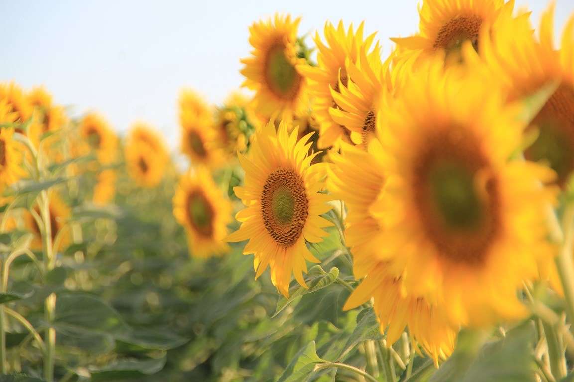 �������� ����� Oksana Shatravka �� PhotoGeek.ru #������ ��� �������