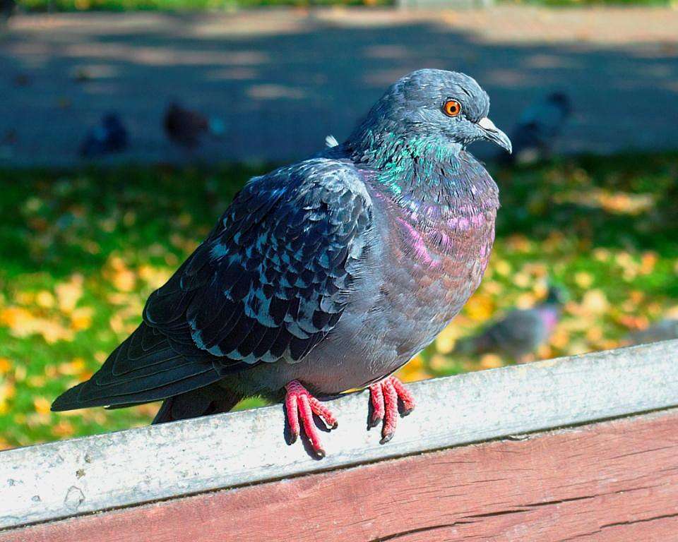 *** ����� �����  �� PhotoGeek.ru #����� #�������� ���