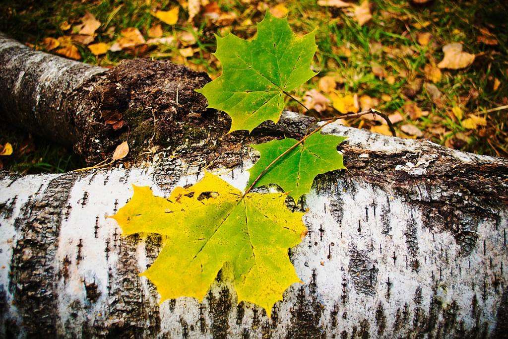 *** ����� �����  �� PhotoGeek.ru #������ ��� �������