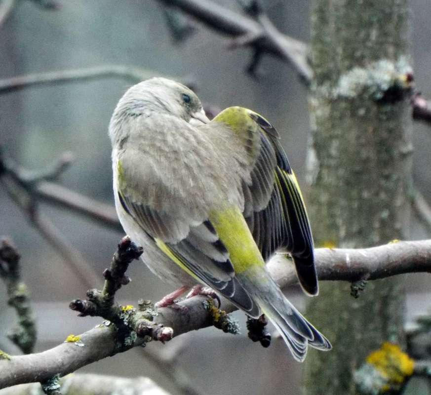 The Chaffinch ����� ������ ����  �� PhotoGeek.ru